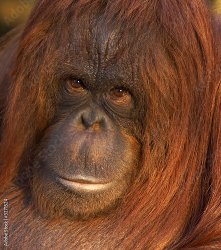 orangutan portrait