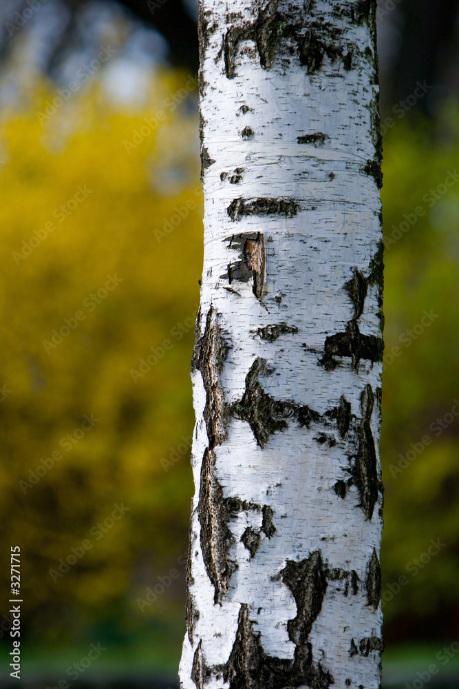 Obraz premium birch tree on yellow background