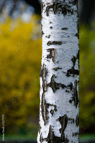 birch tree on yellow background