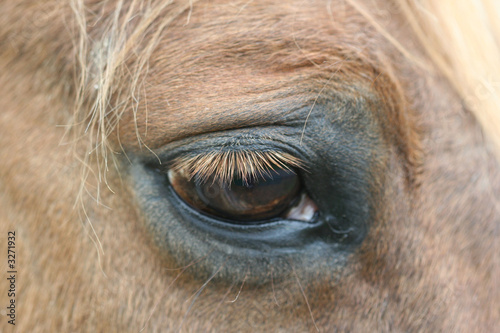 equine eye lashes