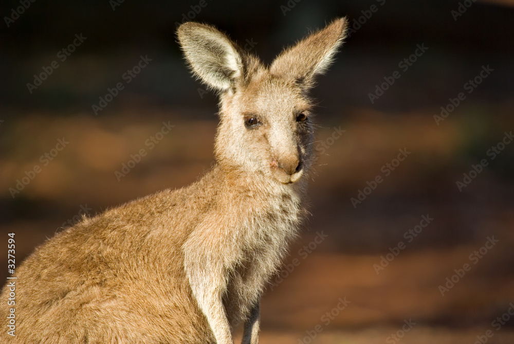 kangaroo close up