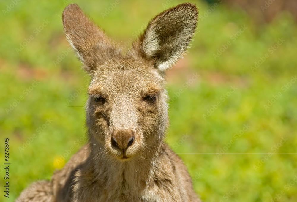 kangaroo up close