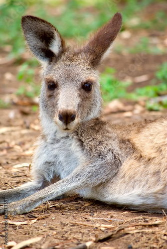 kangaroo lying around © clearviewstock