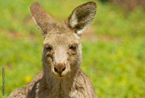 Fototapeta Naklejka Na Ścianę i Meble -  kangaroo up close