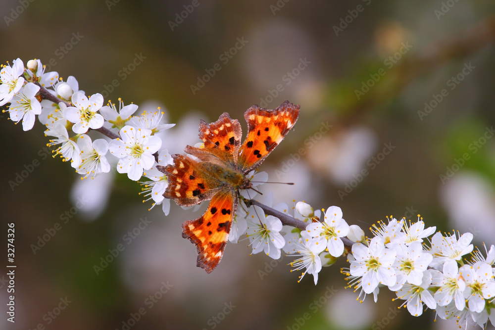 Obraz premium beautiful orange butterfly