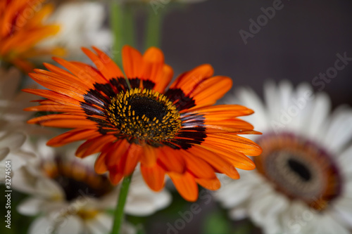 camomile-2