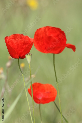 coquelicot
