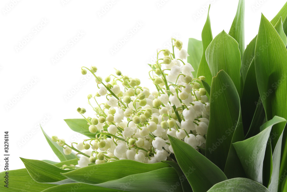 Obraz premium lily of the valley