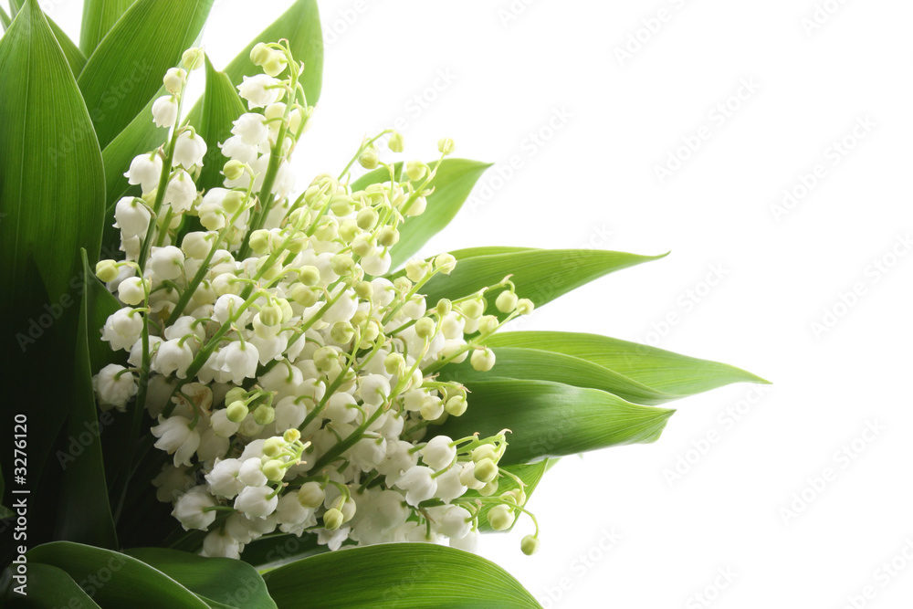 Fototapeta premium lily of the valley