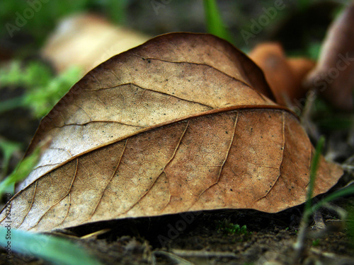 hoja