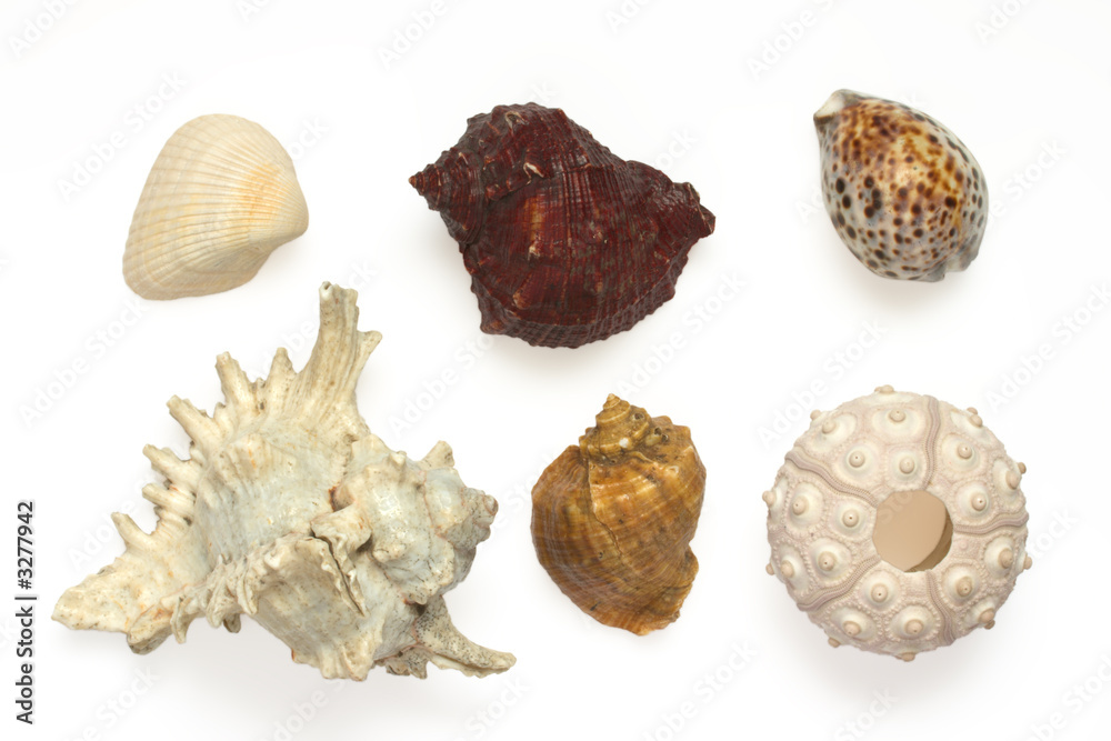 Several sea shells and sea urchin isolated on white background Several sea shells and sea urchin isolated on white background