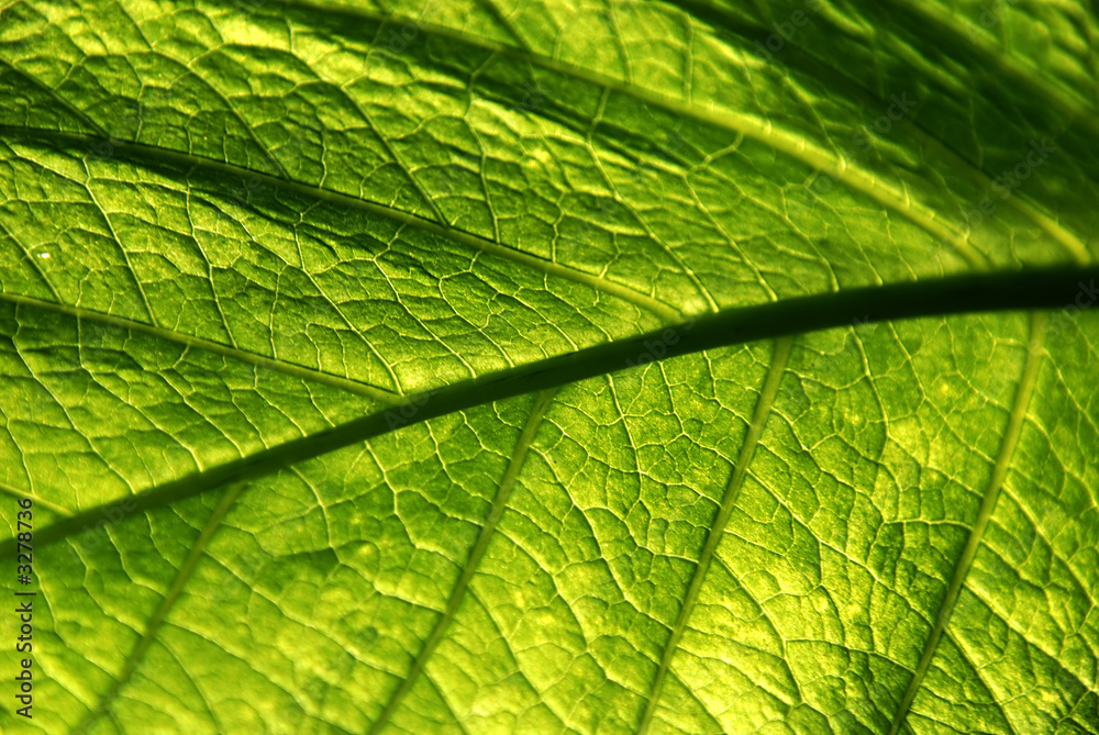 green leaf
