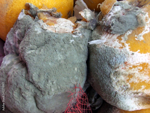 moldy grapefruits photo