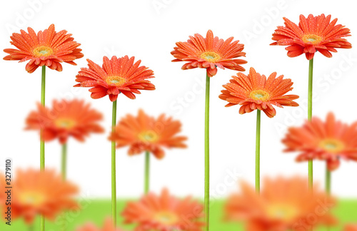 Fototapeta Naklejka Na Ścianę i Meble -  champ de marguerites