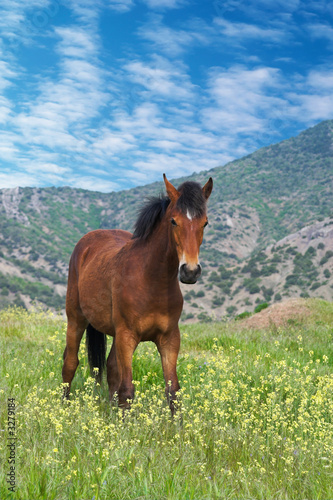 young chestnut horse standing on alpine meadow in