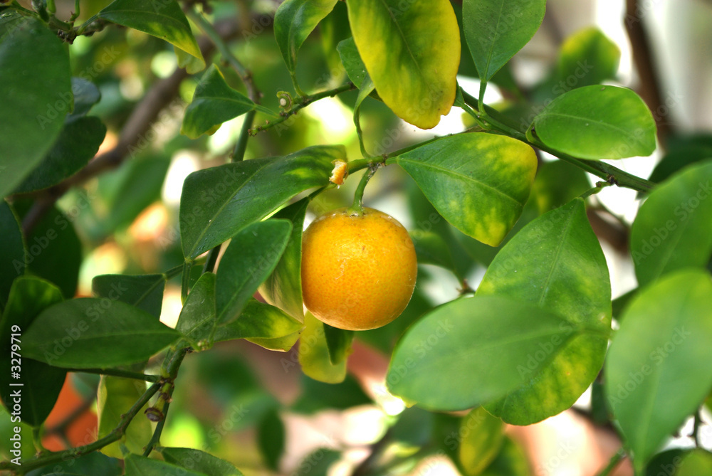 miniature orange on tree