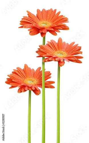 Fototapeta Naklejka Na Ścianę i Meble -  3 tiges de marguerites