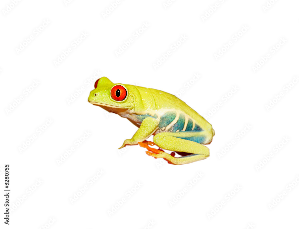 Naklejka premium crazy frog