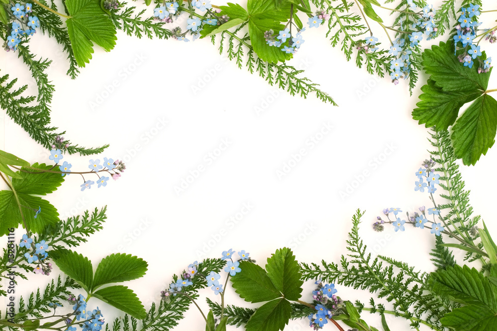 forget-me-not (floral ornament) forget-me-not (floral ornament)