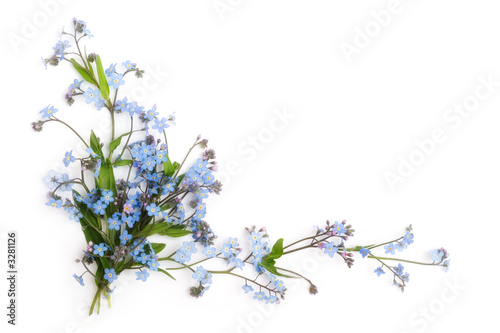 forget-me-not  floral ornament 