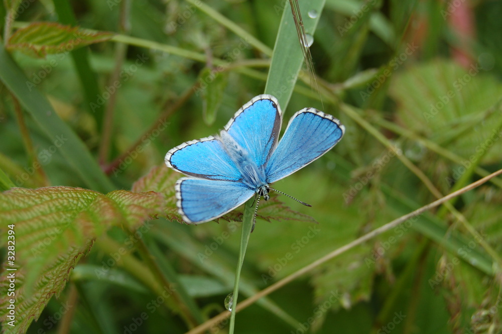 ailes bleus ailes bleus