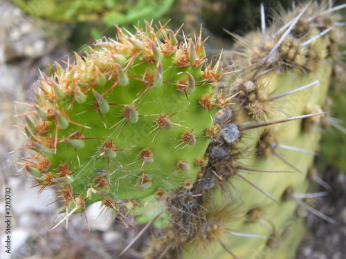 desert prickly-pear cactus