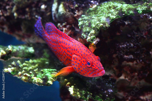 fish №14