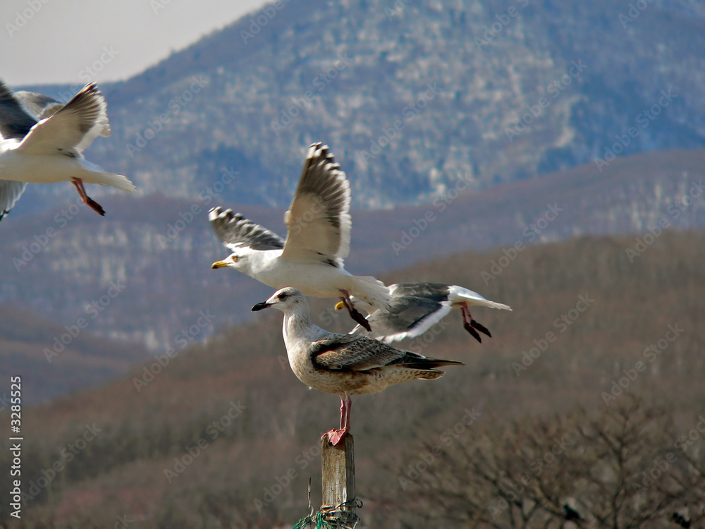 Fototapeta premium slaty-backed gulls 6