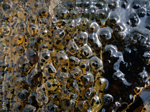 Quadro su tela frogspawn 1