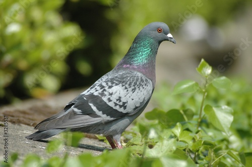 pigeon et lierre