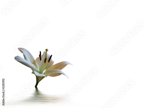 white lily