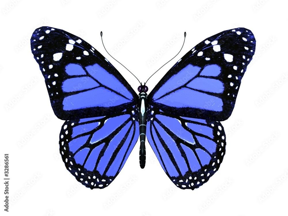 Obraz premium butterfly