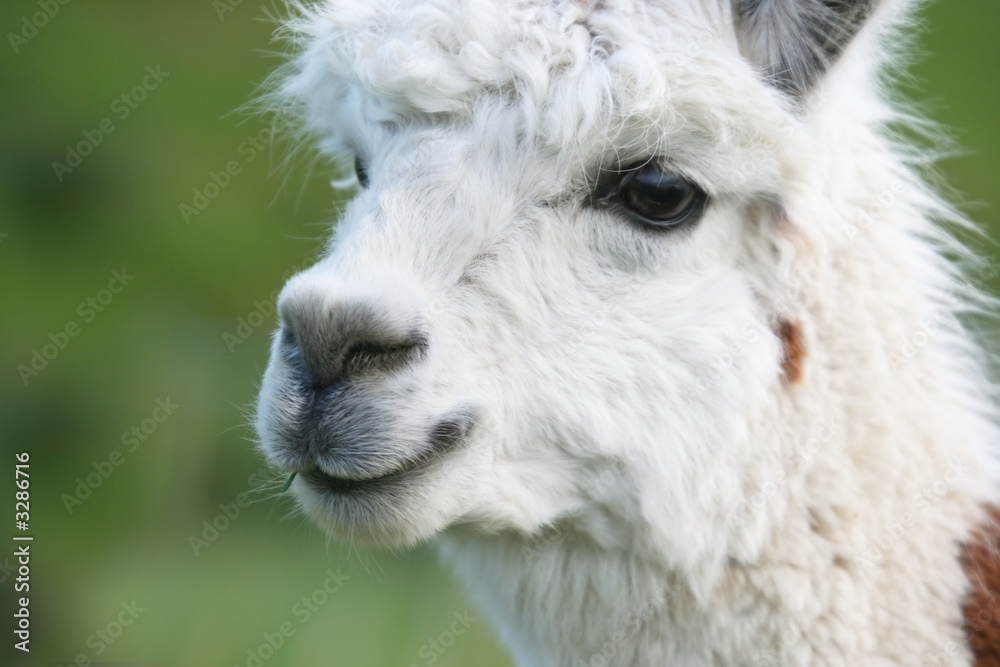 alpaca closeup