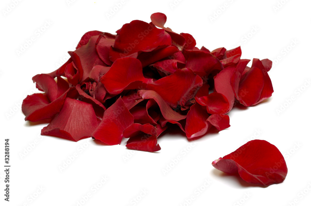 red rose petals red rose petals