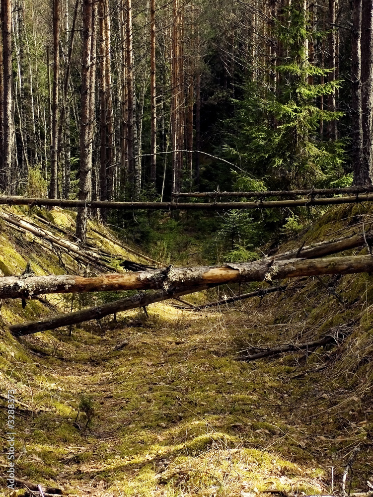 Fototapeta premium old forest road