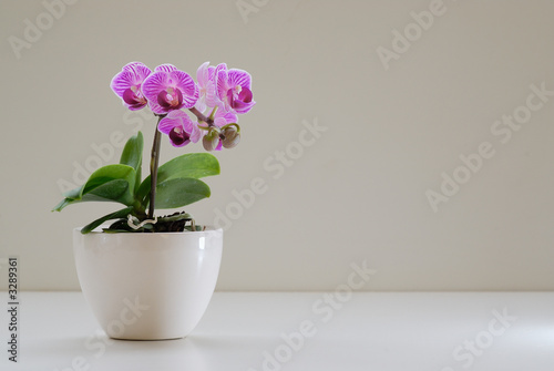 mini orchidea photo