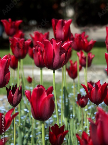 red tulips