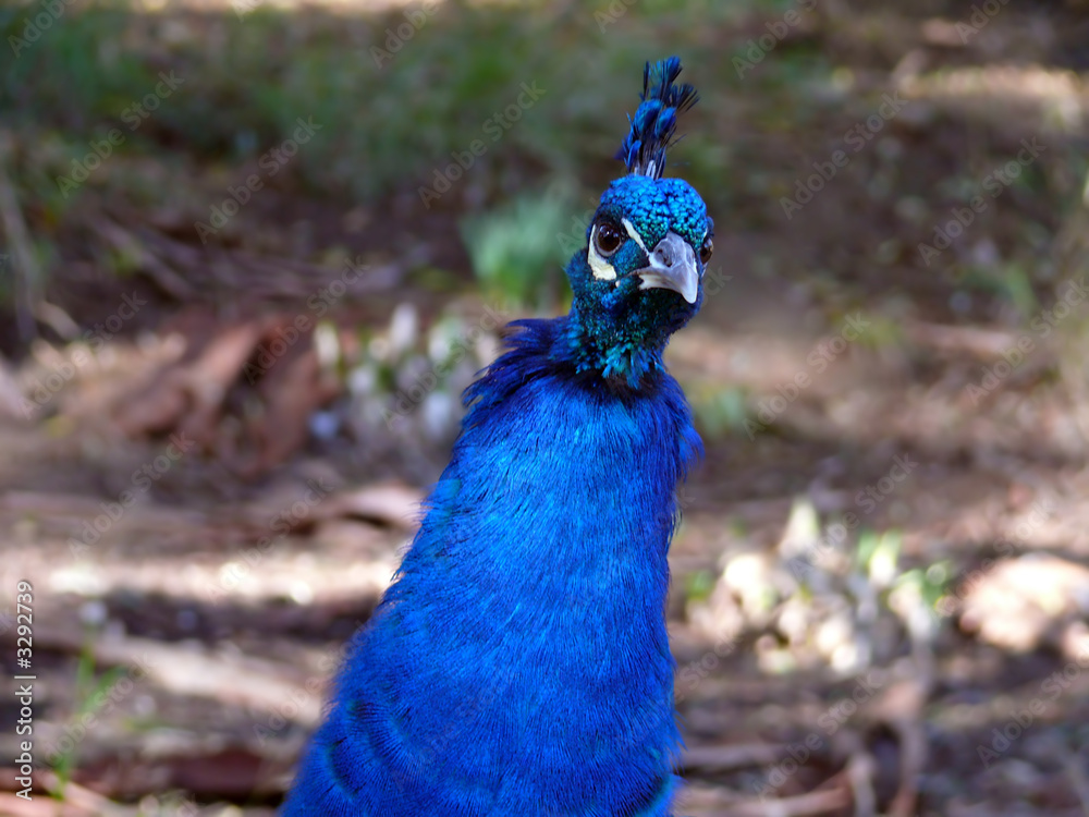 Obraz premium peacock