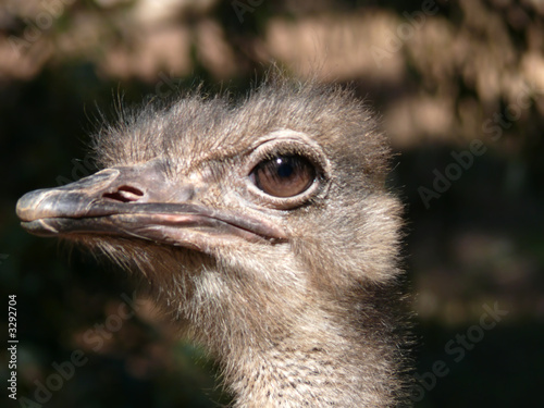 ostrich