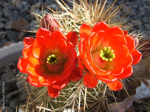 cactusblossoms