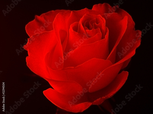 red rose