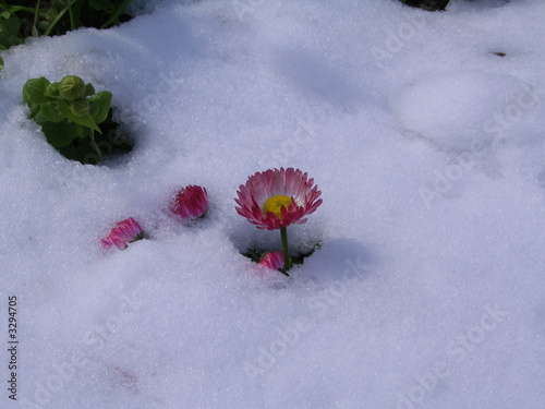 the flower in snow