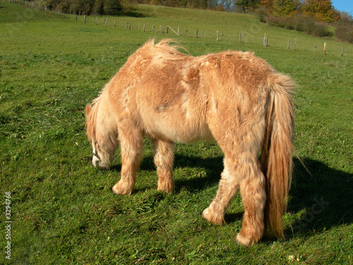 pferd auf einer wiese photo