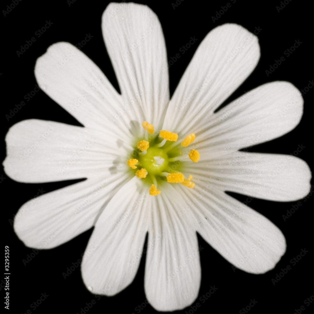 ten petal white flower against black background Stock Photo Adobe Stock