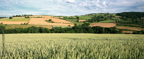 champs de blé photo