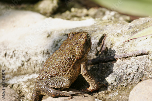 crapaud buffle photo