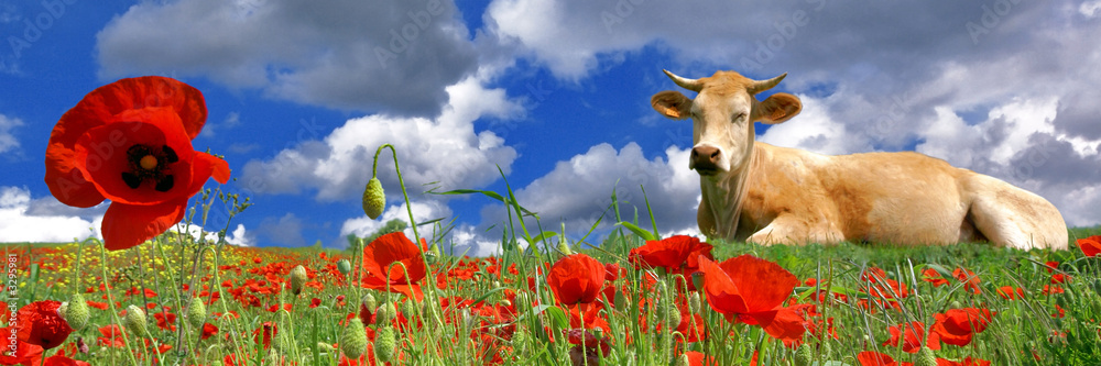 la vache et les fleurs