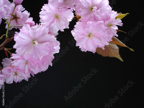 pink cherry blossom