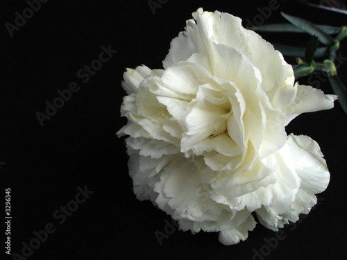 white carnation