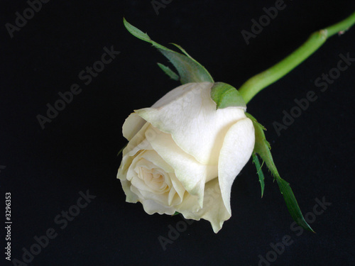 white rose